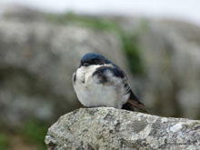 Oiseau du Machu Picchu - Pérou